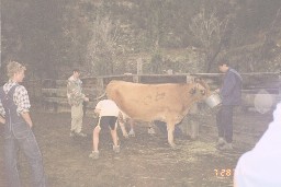Miling a cow at Rich Cabins